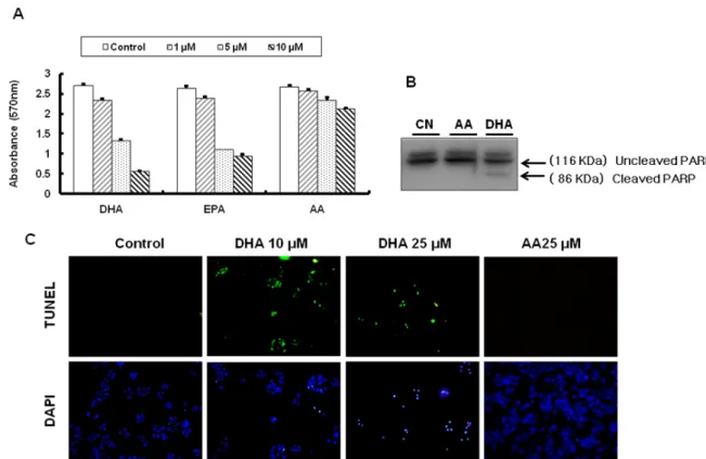 Fig.  1.  Effects  of  DHA,  EPA  and  AA  on  cell  proliferation  of  SW480  human  colon  cancer  cell