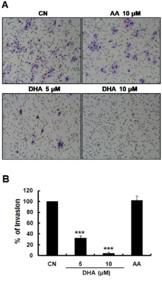 Fig.  2.  Effect  of  DHA  on  the  level  of  TCF/LEF  reporter  activity  and  β-catenin  protein  in  SW480  cells