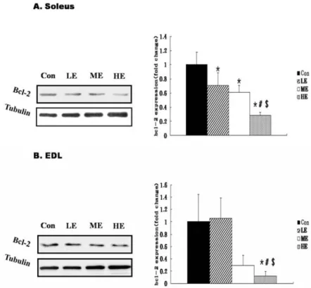 Fig.  1.  Bcl-2  protein  expression  by  exercise  in- in-tensity  in  Soleus  (A)  and  EDL  (B)  muscle