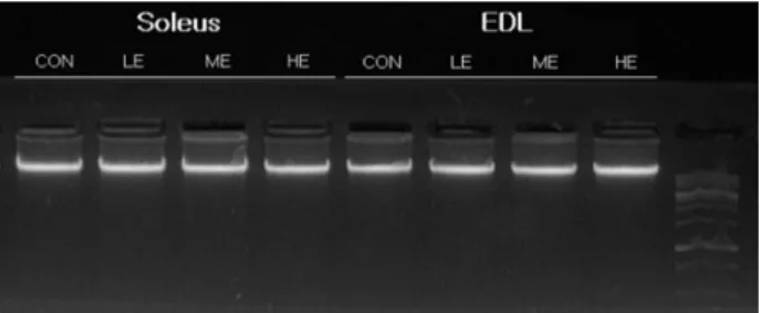 Fig.  4.  DNA  fragmentation.  Qualitative  analysis  of  DNA  frag- frag-mentation  by  DNA  gel  electrophoresis  in  soleus  and  EDL  muscles  of  CON,  LE,  ME  and  HE  animals
