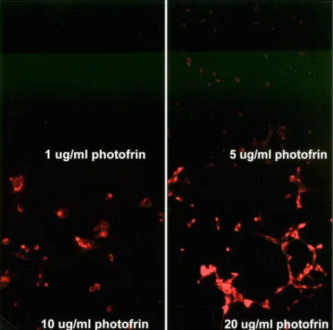 Fig. 6. Intracellular photofrin concentration were detected by flowcytometer which demonstrate dose dependent increment of  photofrin concentration