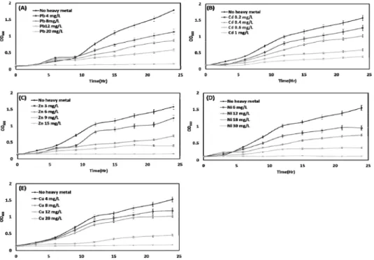 Figure  1.  Growth  of  Alcaligenes  sp.  and  Pseudomonas  sp.  in  medium  containing  single  heavy  metal;  (A)  Pb,  (B)  Cd,  (C)  Zn,  (D)  Ni  and  (E)  Cu