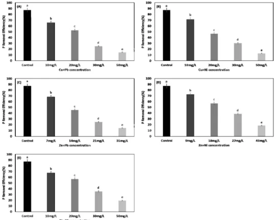 Figure  6-1.  Removal  efficiencies  of  P  by  Alcaligenes  sp.  and  Pseudomonas  sp