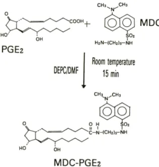 Fig.  1 — Fluorescent  derivatization  of  PGE 2 .