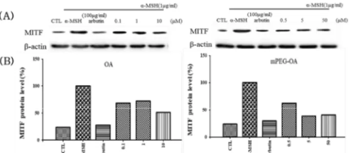 Figure  8.  Effects  of  OA  and  mPEG-OA  on  level  of  MITF  protein  expression  levels  in  melanoma  cells