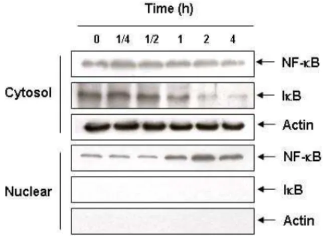 Fig. 6. Effect of fermented beans extracts on NF-kB translocation in PMA-stimulated U937 cells