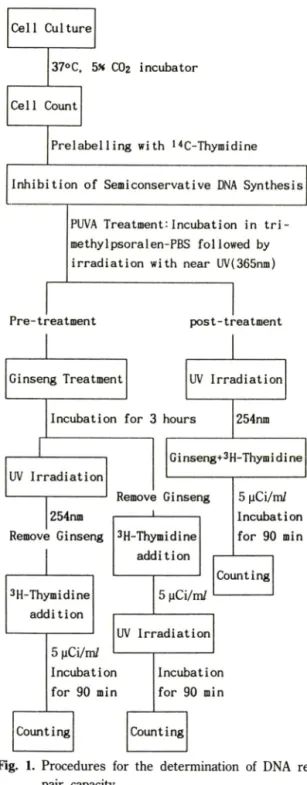 Fig.  1.  Procedures  for  the  determination  of  DNA  re­