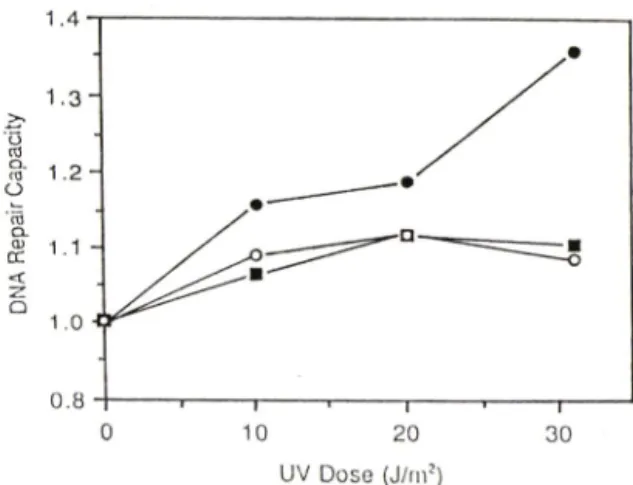 Fig.  2.  Effect  of  ginseng  protein  fraction  or  BSA  on  DNA  repair  synthesis  in  UV  irradiated,  pre­