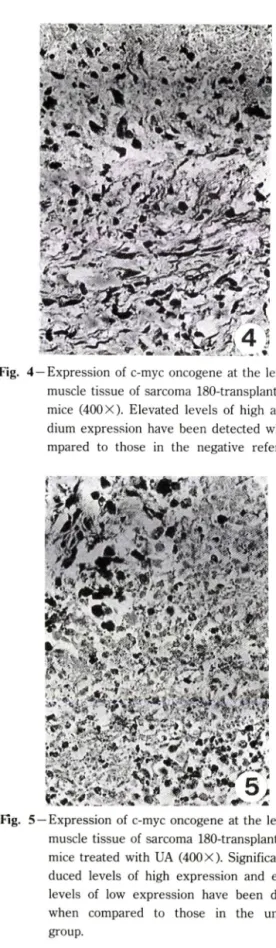 Fig.  7—Expression  of v-fos  oncogene  at  the  left  groin  muscle  tissue  of  sarcoma  180-transplanted  mice  treated  with  UA  (400  X ) 