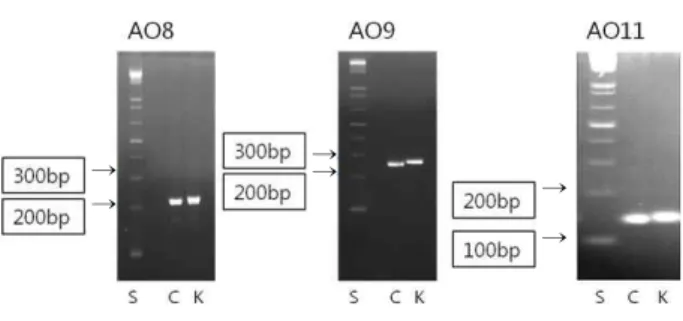 Fig. 3. Agarose gel analysis of AO8, AO9, AO11 markers. C: