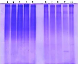 Fig. 2. Electrophoretic patterns of fermented freeze-drying silk- silk-worm (FDSW) and air-drying silksilk-worm (ADSW)  pow-ders using native-polyacrylamide gel electrophoresis.