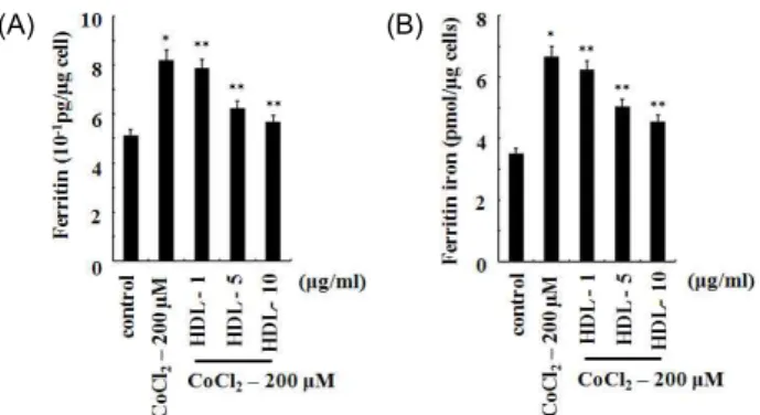 Fig. 3. The effect of HDL on ferritin and ferritin iron contents increased by CoCl 2 in U2OS cells