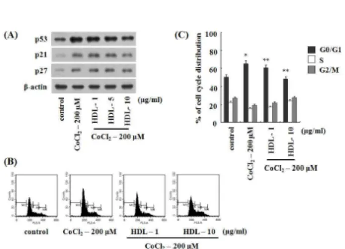 Fig. 5. The effect of HDL on G1 phase cell cycle and its regu- regu-latory proteins in U2OS cells