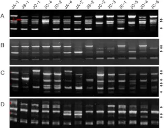 Fig. 1. RAPD polymorphims of 14 accessions using OPA-04(A), OPA-07(B), OPA-11(C), OPB-07(D) primers
