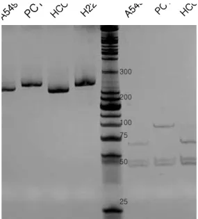 Table 3. The distribution of genotypes in RFC, FPGS, TS, and DHFR genes