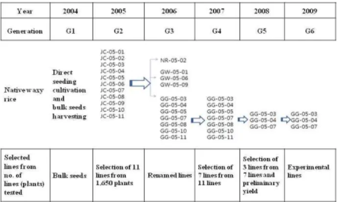 Fig. 2. Changes of tillering number in rice lines transplanted with one seedling (A) and two seedlings (B) as treated with no fertilizer in paddy field.