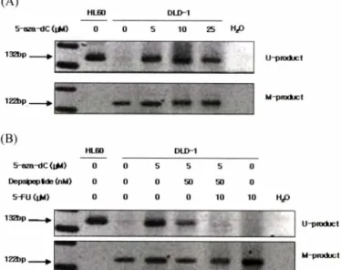 Fig.  4 - Methylation specific PCR analysis of the promoter region of  pl4ARf  in DLD-1 cells treated with 5-aza-dC alone (A) and  its combination with depsipeptide  and/or 5-FU  (B)  for 96  hr