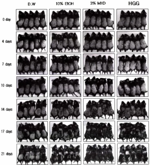 Fig.  3 - Hair regrowth changes  in a time-dependent manner by  topical applications of test compounds for 21  days in an alopecia  model of  C57BL6  female  mice