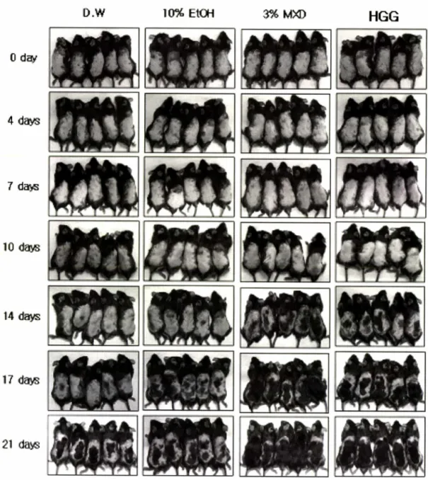 Fig.  4 - Hair regrowth changes in a  time-dependent manner by  topical applications of test compounds  for 21  days in an alopecia  model of  C57BL6  male  mice