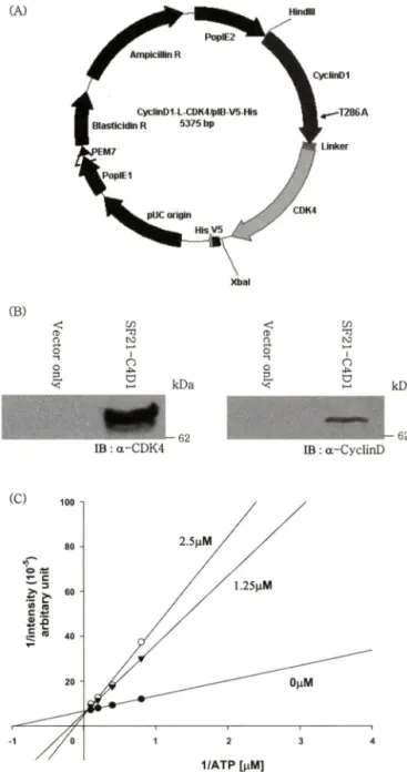 Fig.  1 - Development of CDK4 assay system  in vitro.  (A) cyclinDl-  CDK4 fusion cDNA was inserted into pIB/V 6 -His,  insect  expression vector