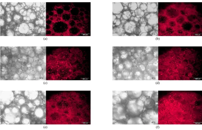 Figure 7. Optical and high resolution fluorescence microscopy images of emulsions as a function of PTMS concentration (wt%) where emulsion  was prepared using 1 : 1 volume ratio of n-decane and aqueous phase containing 2 wt% of CaCO 3  nanoparticle; (a) 0,