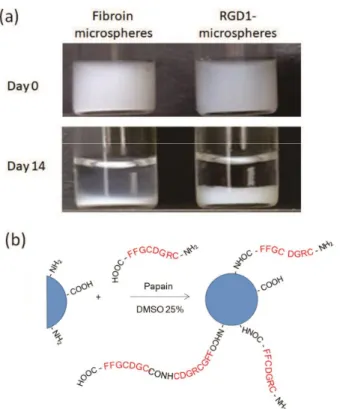 Figure 5. Scanning electron microscope images (top), transmission  electron microscope (TEM) images (middle) of fibroin microspheres,  and RGD1-microspheres
