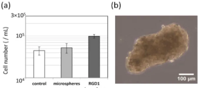 Figure 6. Counts of 3T3 cell aggregates cultured in the presence of  fibroin microspheres or RGD1-microspheres under non-adhesion con-  ditions (a) and a microscope image of 3T3 cell aggregate from culture  medium containing RGD1-microspheres (b).