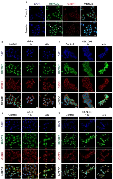 Fig. 7. ELF-EMF exposure has no effect on stress granules formation. a HeLa cells were treated with  100 μM arsenite for 1 h