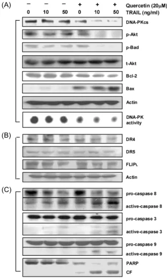Fig. 2. Effect of quercetin on DNA-PK/Akt signaling pathway in K562 cells. Cells were exposed to indicated doses of quercetin for 24 hr, and subjected to western blot  analy-sis to monitor levels of DNA-PKcs, Ku70/80, p-Akt, total Akt, and PARP