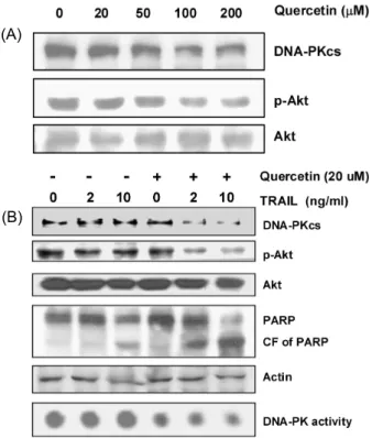 Fig. 6. Effect of quercetin on expression of DNA-PKcs/Akt and synergistic effect of quercetin and TRAIL on DNA-PK/