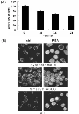 Fig. 2. Demonstration of apoptosis in YD-9 cells treated with 15 nM PEA . (A) Nuclear condensation and  fragmenta-tion were clearly shown by Hoechst staining