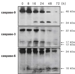 Fig. 4. Activation of caspases in YD-9 cells treated with15 nM PEA. Proform caspase-9 (46 kDa) was degraded, and 34 kDa cleaved product was produced after PEA treatment.