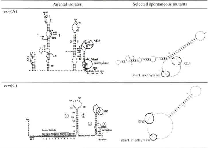 Fig.  3 - Representative  estimated  secondary  structures  of mRNA  in  the  translational  attenuator  region  of  erm (A) and  efjn(C).
