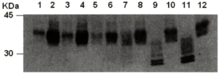 Fig.  1 - Western blot analysis of EPO in IBE and C05 cell lysates. 