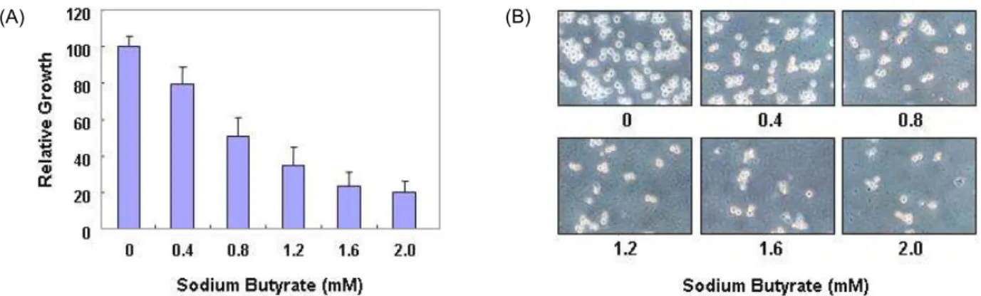 Fig. 1. Growth inhibition and morphological changes by sodium butyrate treatment in U937 cells