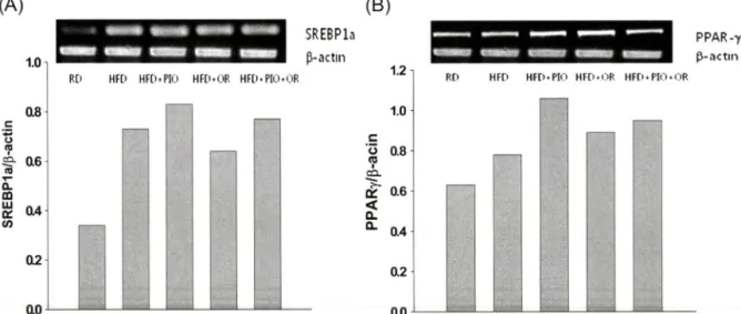 Fig.  3은  ICR 마'우스의  지방  조직에서  pioglitazone파  오령산  이  PPAR-y 유전자와 지방합성에  관여하는  전사인자  SREBPla  유전자의  발현에  머치는  영향을  RT-PCR을  이용하식  나타낸  것  이다