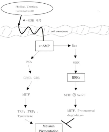 Fig,  1 - ERK signal pathway regulating melanogenesis. ERK is an  important  regulator  of  melanogenesis