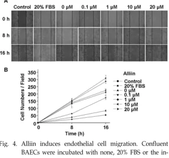 Fig. 4. Alliin induces endothelial cell migration. Confluent BAECs were incubated with none, 20% FBS or the  in-dicated concentration of alliin after synchronized with 2 mM thymidine for 24 hr