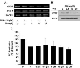 Fig. 6. Alliin inhibits the eNOS expression and has no effect on the acute NO production of endothelial cells