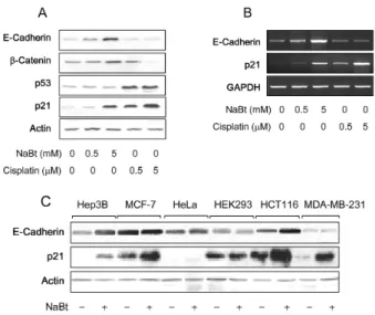 Fig. 1. p21-independent activation of E-cadherin expression by NaBt. A: HepG2 cells were treated with either NaBt (lanes 2 and 3) or cisplatin (lanes 4 and 5) for 24 hr at the indicated concentration