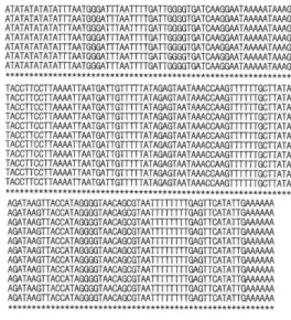 Table 2. Pairwise comparisons among 11 haplotypes obtained from the partial sequences of mitochondiral 16S region gene