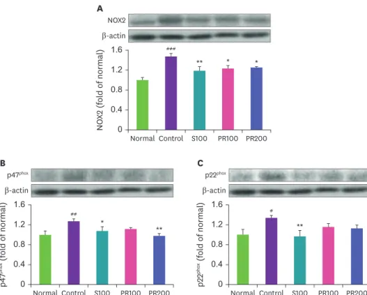 Fig. 5.  Expressions of NADPH oxidase proteins in liver. 