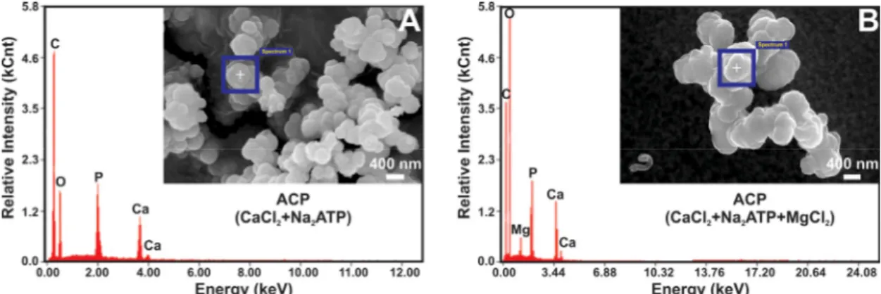 Figure 4 shows XRD patterns of as-synthesized ACP nanoparticles  and HAP nanorods. The XRD pattern of HAP nanorods (green curve)  showed a group of diffraction peaks that were successfully indexed to  a single crystalline phase of HAP with a hexagonal symm