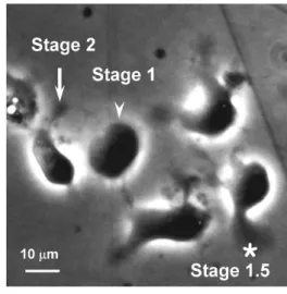 Fig. 1. A phase-contrast micrograph showing early morpho- morpho-logical development of cultured neurons