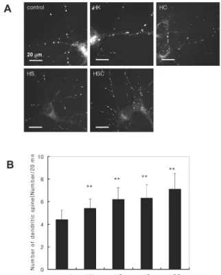 Fig. 5. Detection of dendritic spines immunocytochemistry. DIV 14 rat cortical neurons were doublestained with  an-ti-PSD95 and anti-synaptophysin (SNP) antibodies, a postsynaptic spine and a presynaptic terminal marker, respectively