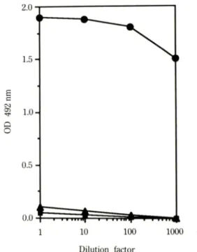 Fig.  2—Detection  of  IL-lp  by  immunoblotting.
