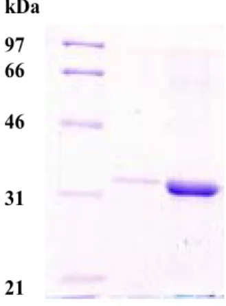 Fig.  3.  SDS-PAGE  analysis  of  tTF  purification.  The  electro- electro-phoresis  was  performed  on  12%  polyacrylamide  gels