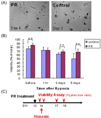 Fig.  2.  Time  sequence  neuroprotective  effect  of  PR  in  hypoxia  (Tryphan  blue-staining)