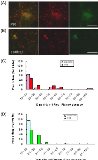 Fig.  7.  Effects  of  PR  against  ROS  and  RNS  generation  (before  hypoxic  shock)