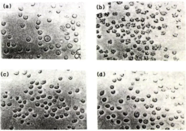 Fig.  1 —Microscopic  observation  of  morphological  cha­